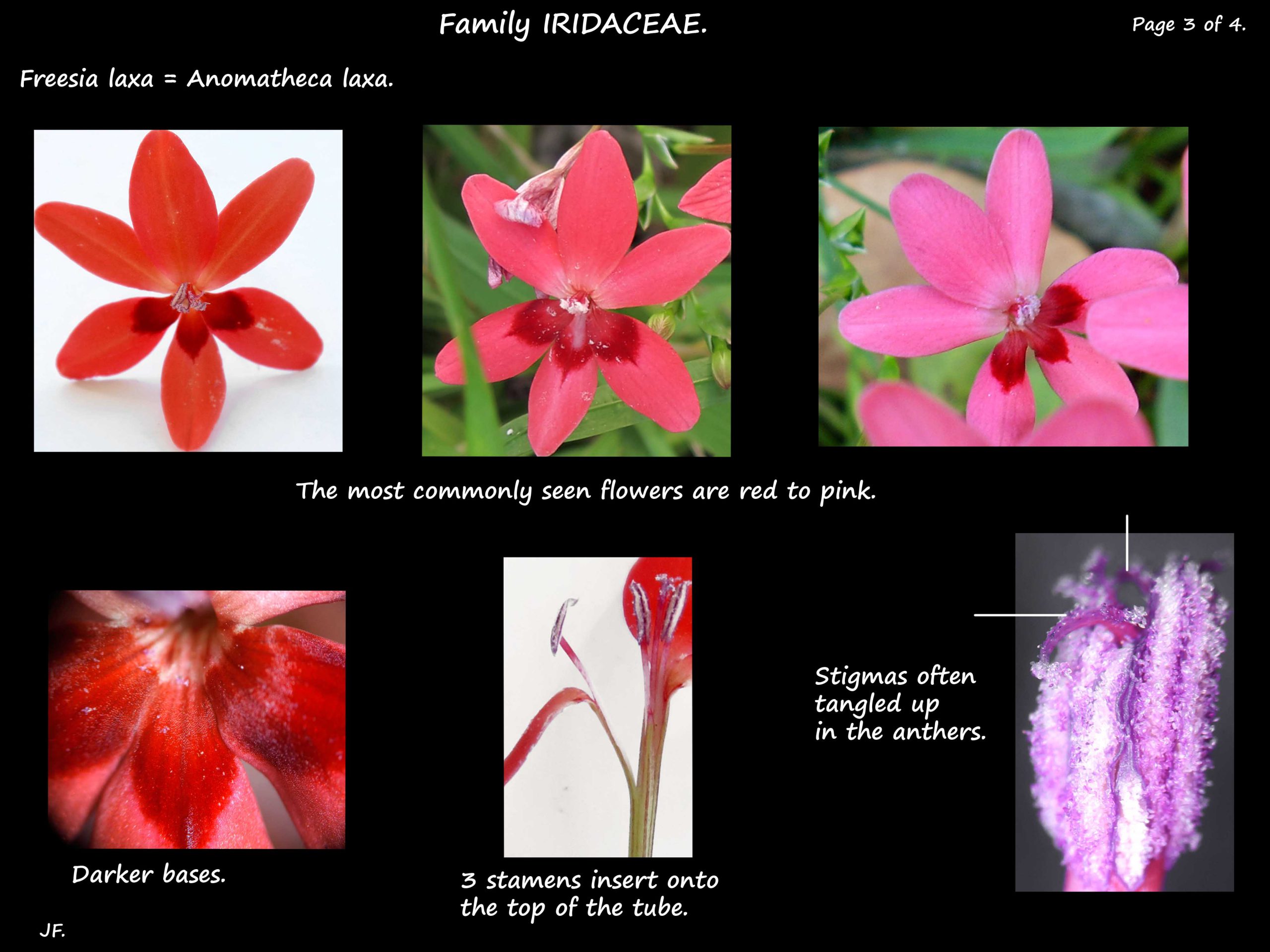 3 Flowers of Freesia laxa